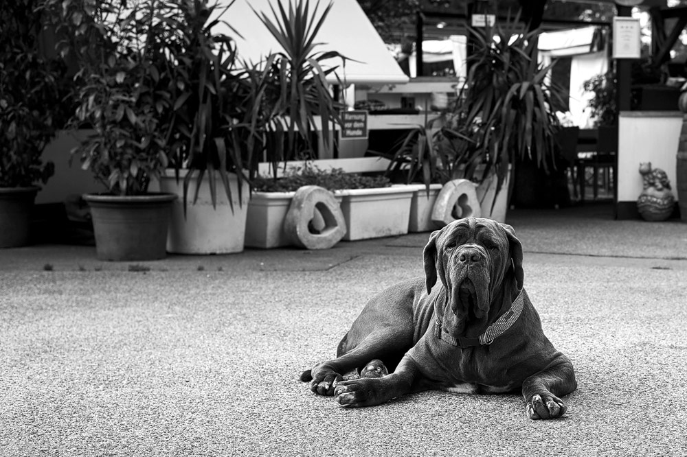 Portrait eines schwarzen Hundes