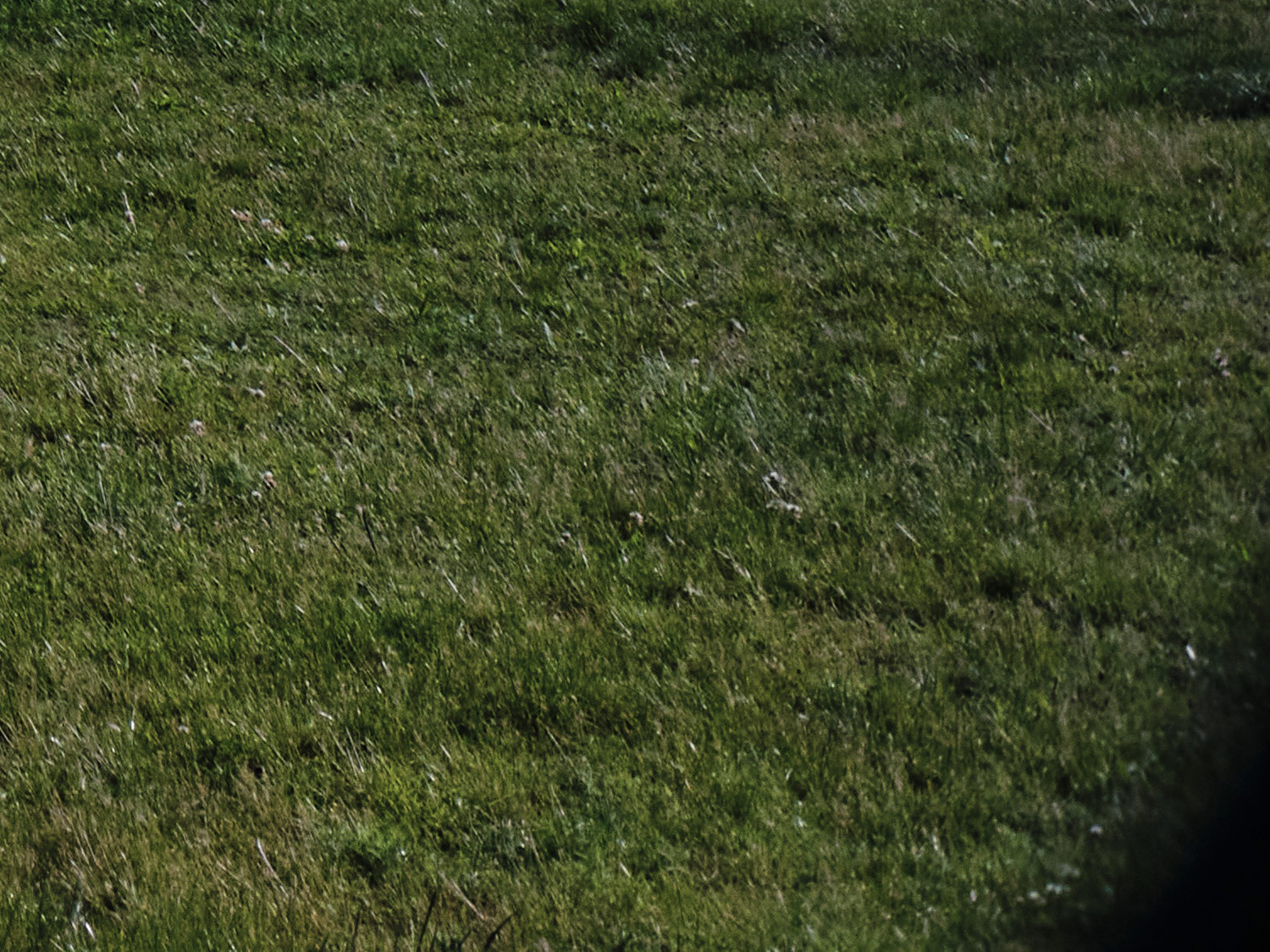 Detailaufnahmen mit dem Zeiss 35mm C Biogon