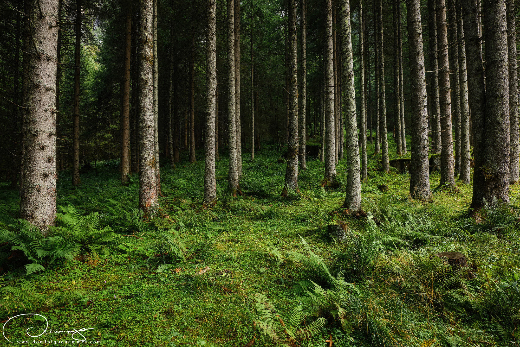 B&auml;ume in einem Waldst&uuml;ck bei Bad Gastein von Fotograf Dominique Hammer