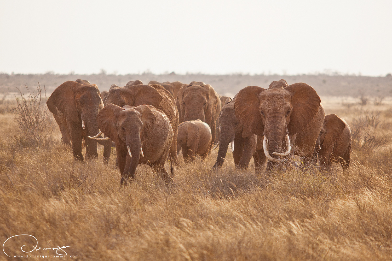 Eine Elefantenherde im Nationalpark Tsavo East in Kenia von Fotograf Dominique Hammer