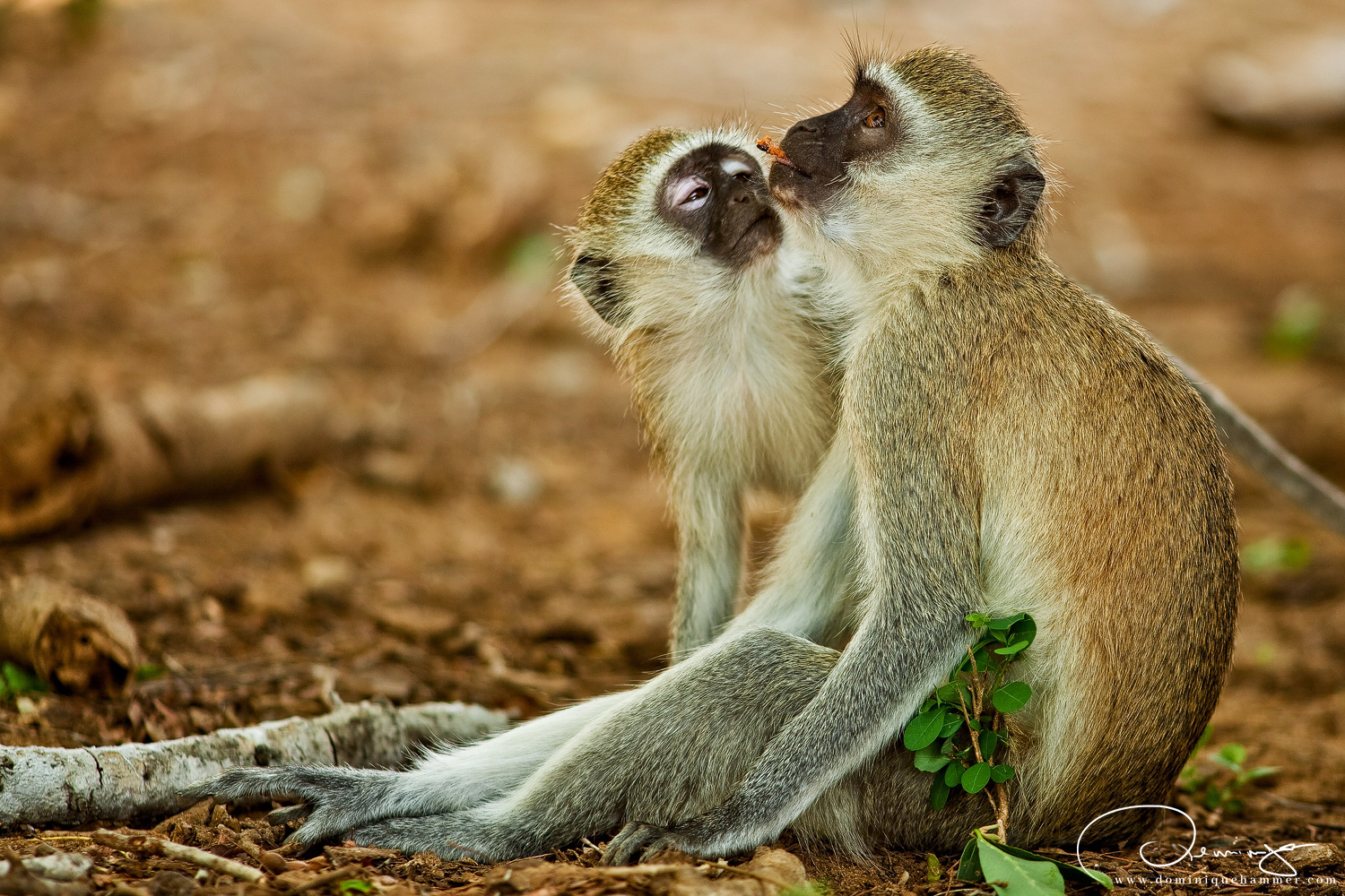 Zwei Affen im Nationalpark Tsavo East in Kenia von Fotograf Dominique Hammer