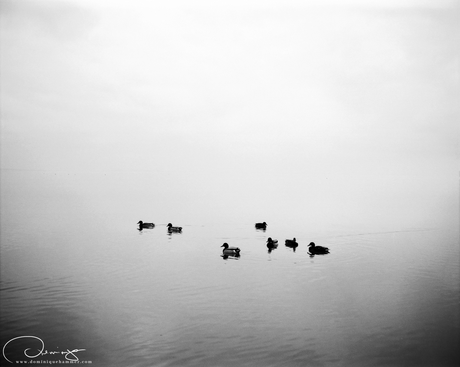 Schwarz-weiss Aufnahme von Enten am Neusiedlersee von Fotograf Dominique Hammer