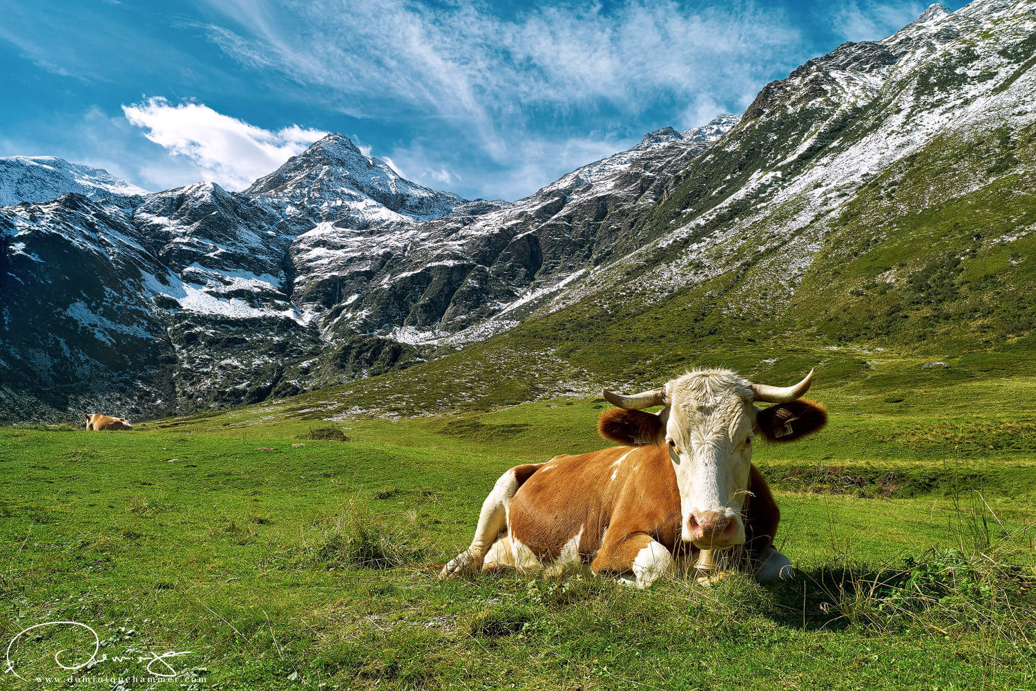 Blick auf eine Kuh vor der Bergkette in Sportgastein von Fotograf Dominique Hammer