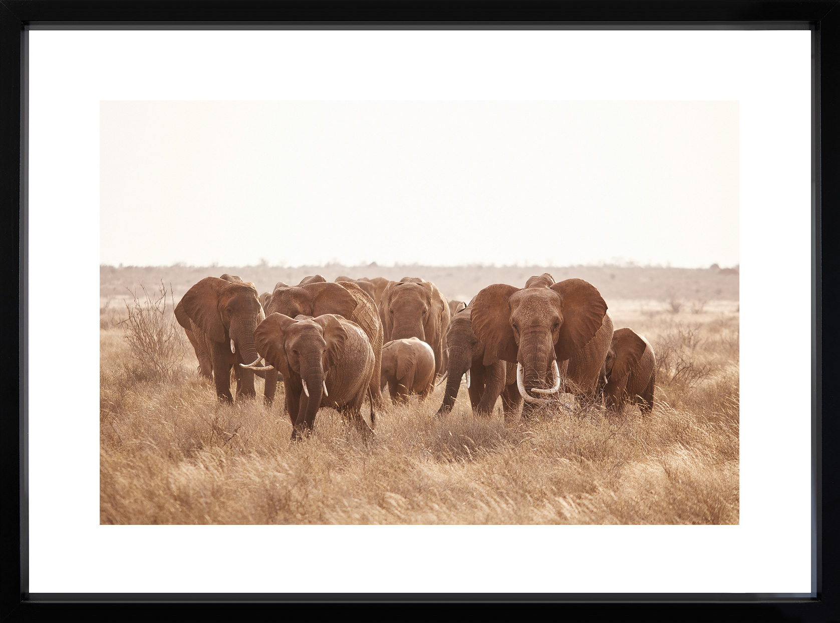 Eine Herde Elefanten in der Savanne in Kenia, Aufnahme von Fotograf Dominique Hammer