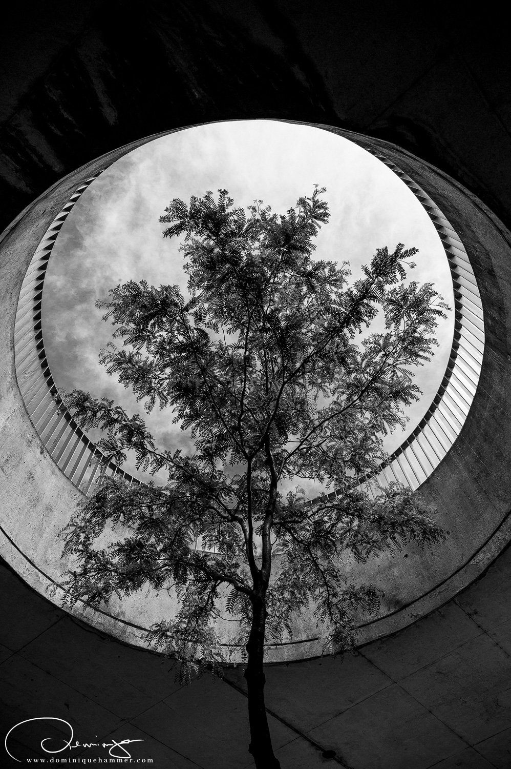 Ein Baum wächst aus einem runden Balkon heraus, Wien von Fotograf Dominique Hammer