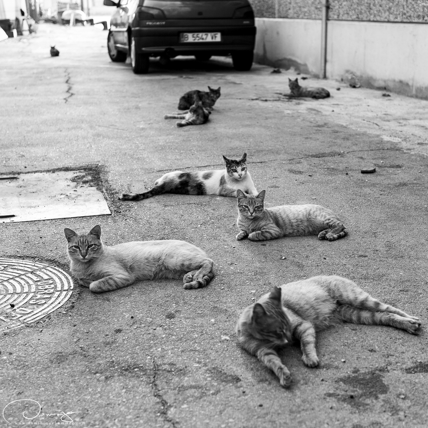 Streunende Katzen in einer Seitengasse in Barcelona von Fotograf Dominique Hammer