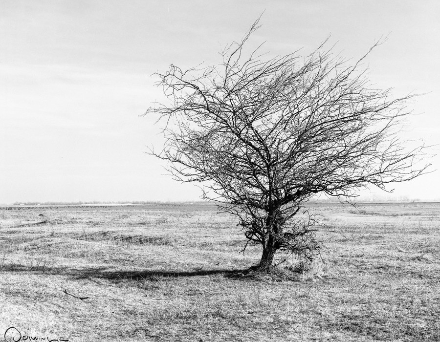 Landschaftsaufnahme im analogen Mittelformat einer Mamiya RB67 auf Ilford FP4 zeigt einen kahlen Baum im Naturschutzgebiet Nationalpark Seewinkel im Burgenland, Österreich, by Dominique Hammer Photography
